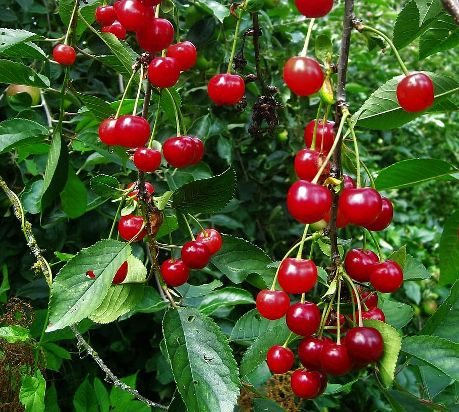 summer, churches, sour cherries, cherry, red, fruit, fruity HD wallpaper