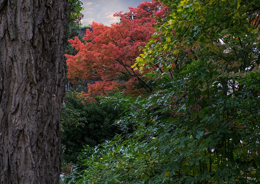 Tree, red, autumn, park, nature, day, outdoors, forest, no people HD wallpaper