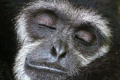 close shot of gray monkey face, black monkey closing its eyes HD wallpaper