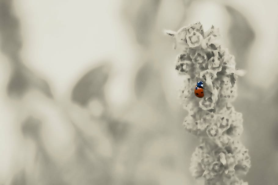 ladybug, garden, insect, beetle, plant, nature, flower, leaves HD wallpaper