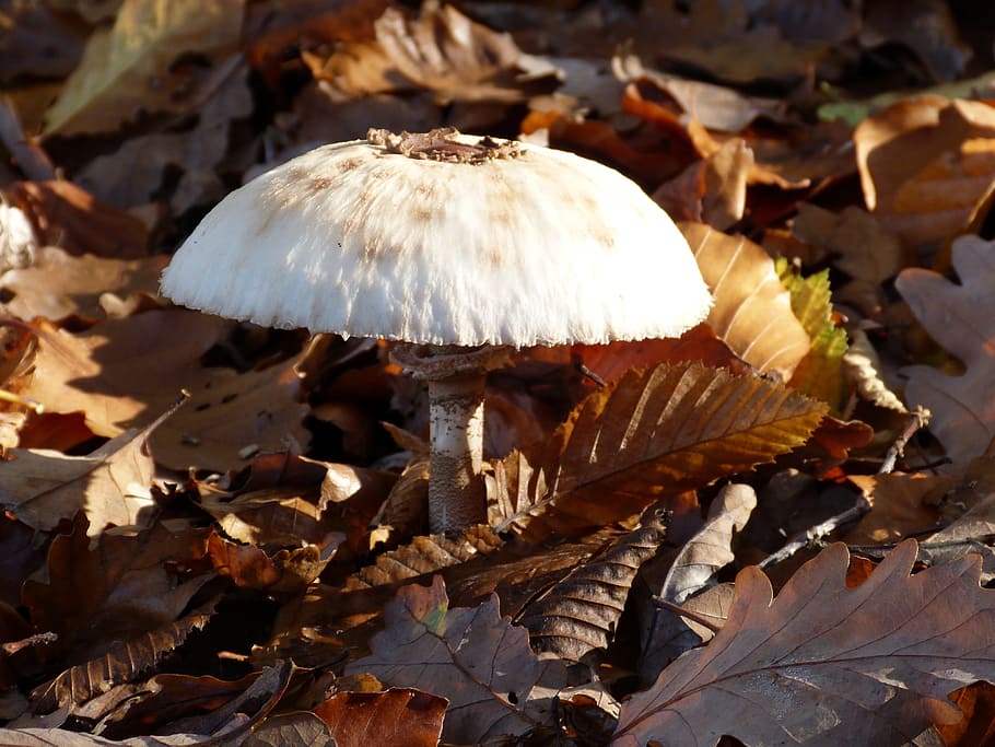 mushroom, forest, autumn, nature, mushroom picking, plant, leaves, HD wallpaper