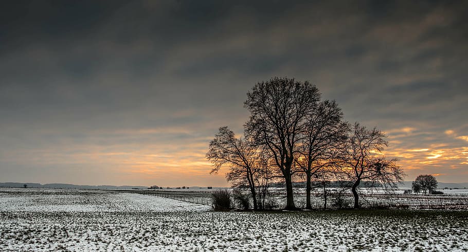 brown bare trees during sunset, winters, cold, snow, landscape HD wallpaper