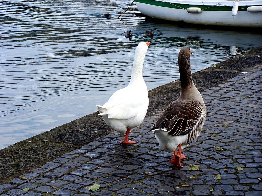 geese, couples, ferragosto, bird, water, vertebrate, animal themes HD wallpaper