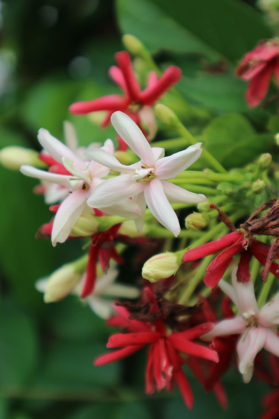 fingernail, flowers, red, flowering plant, beauty in nature HD wallpaper