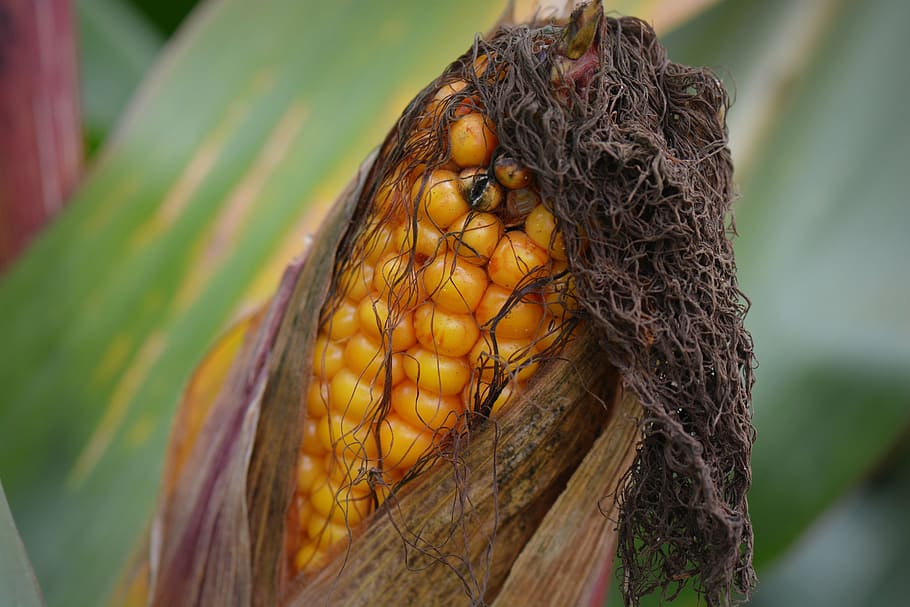 corn, flask, vegetable, nature, close-up, yellow, tree, animal wildlife HD wallpaper