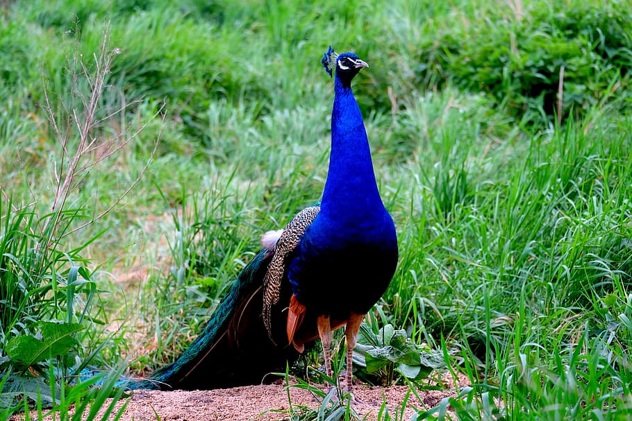 peacock, bird, pride, feather, nature, animal, blue, colorful HD wallpaper