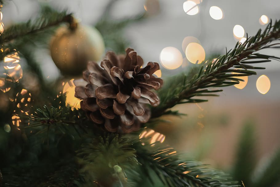brown pine cone in green pine tree, christmas, lights, ball, decor
