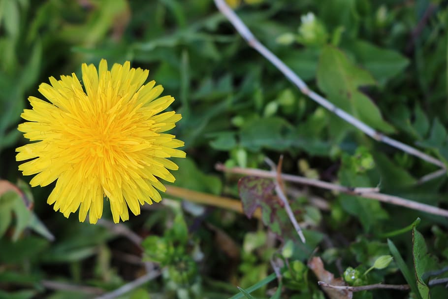 Flower, Yellow, Plant, Spring, growth, fragility, nature, freshness HD wallpaper