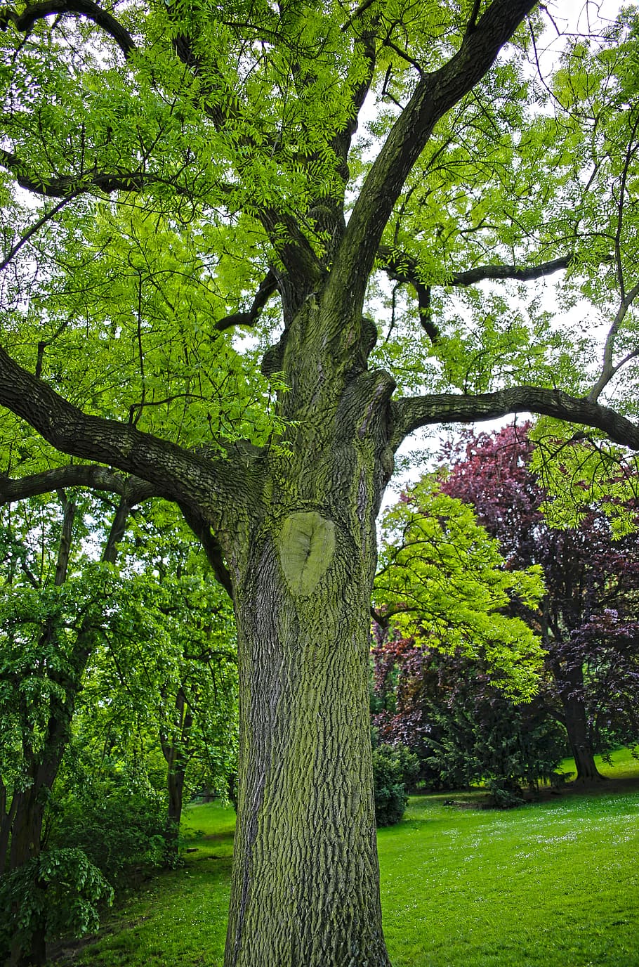 tree, park, green, nature, plant, tree trunk, green color, growth HD wallpaper