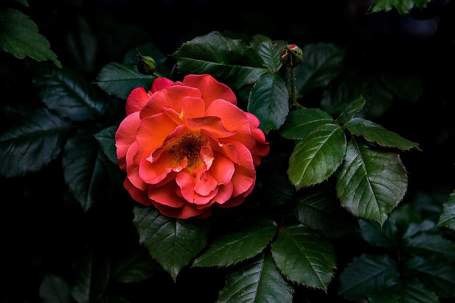 Nice, Flower, red, pink color, petal, growth, leaf, plant part HD wallpaper