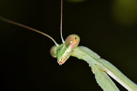 closeup photography of green praying mantis, insect, bug, green insect HD wallpaper