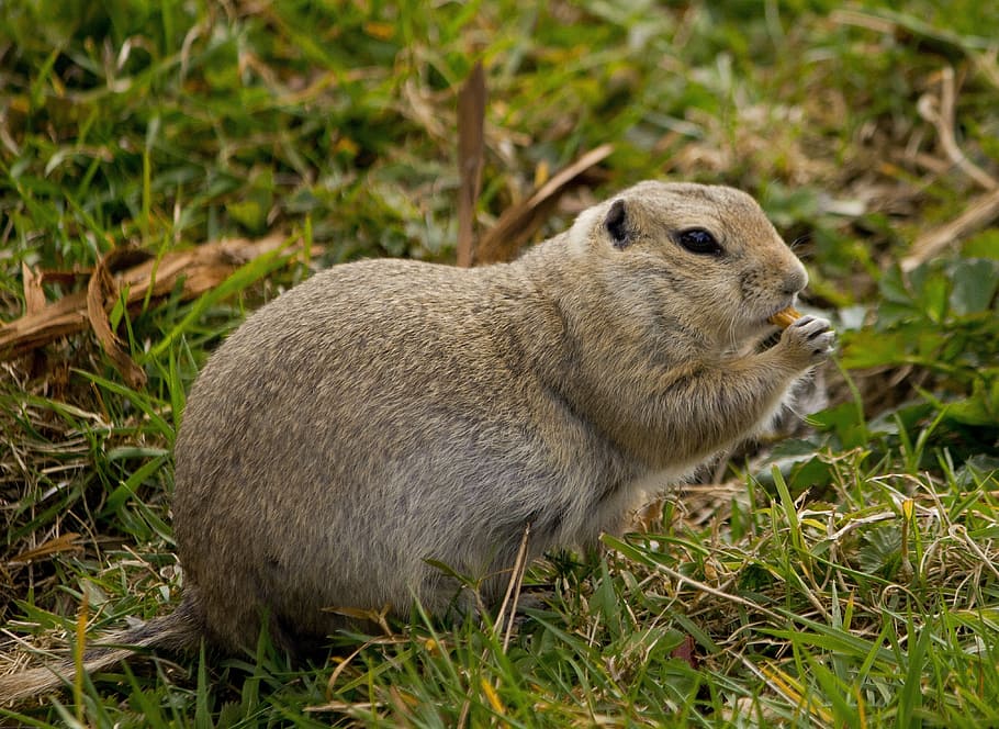 Eat, Gophers, Brown, one animal, grass, animal themes, outdoors HD wallpaper