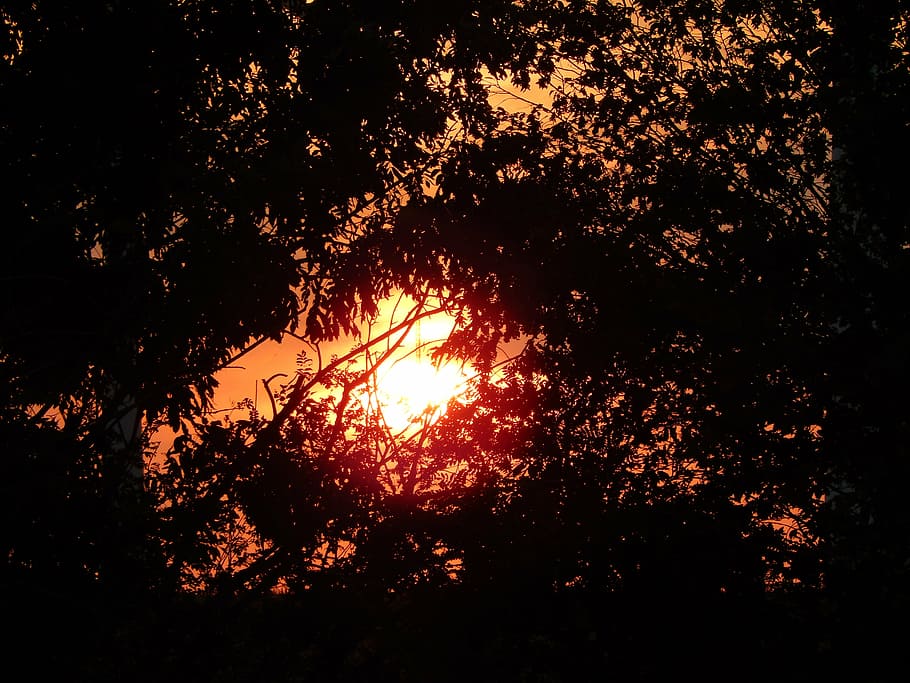sun, sunset, trees, romance, evening sky, setting sun, nature HD wallpaper