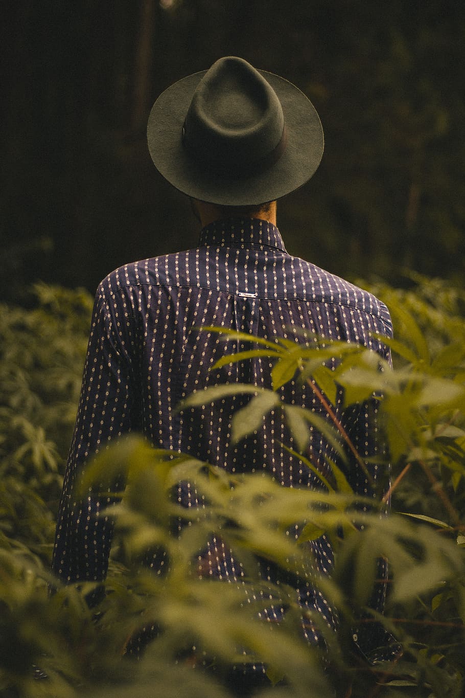 man standing near green leafed plants during daytime, person wearing black cowboy hat and black and white dress shirt standing and surrounded by green plants HD wallpaper