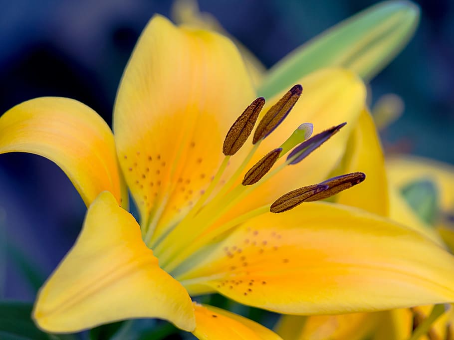Lily, Yellow, Macro, Close, pistil, blossomed, flower, bloom HD wallpaper