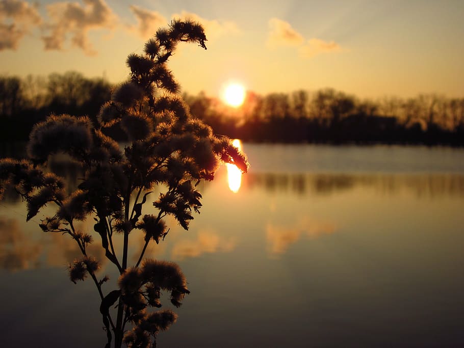 closeup photo of brown petal flowers near body of water during sunset HD wallpaper