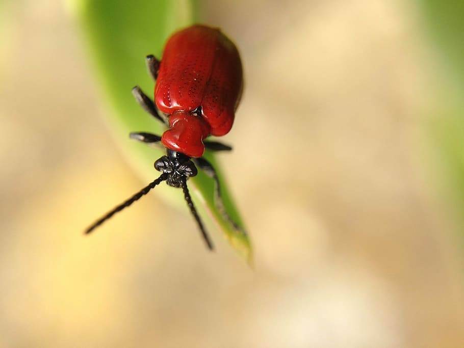 insect, macro, leaf, red, nature, beetle, animal, ladybug, close-up HD wallpaper