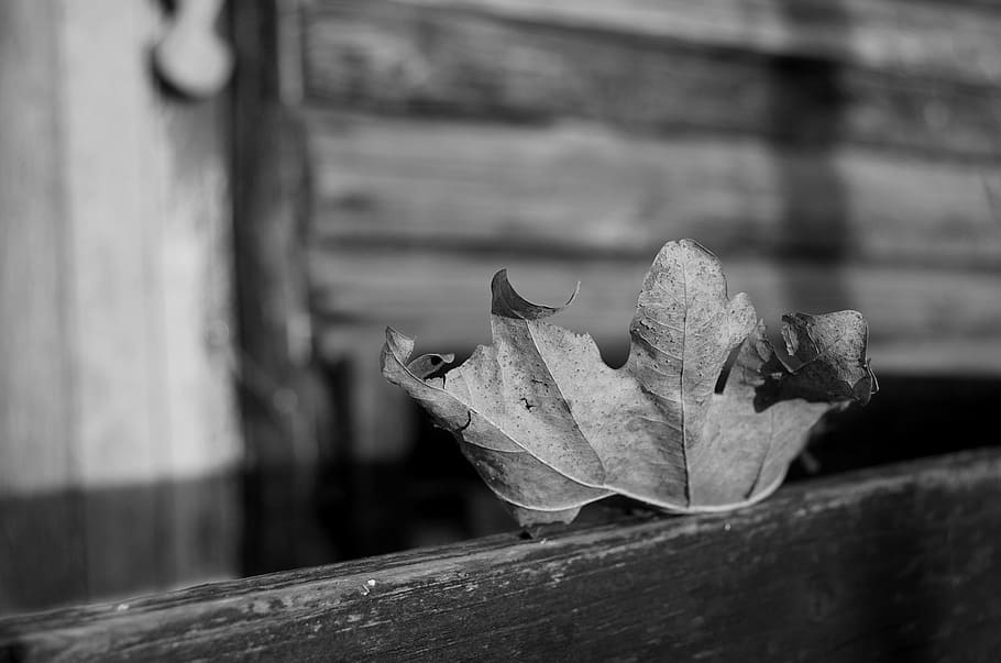 leaf, autumn, dead, lonely, wither, wood, hut, wood - material HD wallpaper