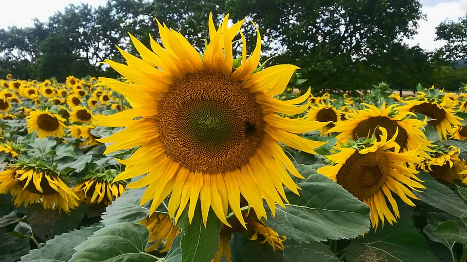 sunflower, nature, fields, yellow, plant, flowering plant, flower head HD wallpaper