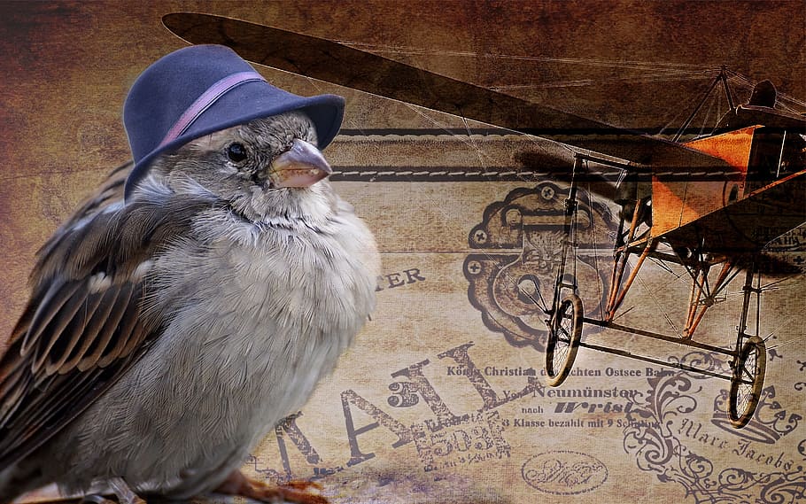 grey bird with blue hat, sparrow, fly, fly away, travel, nostalgic HD wallpaper
