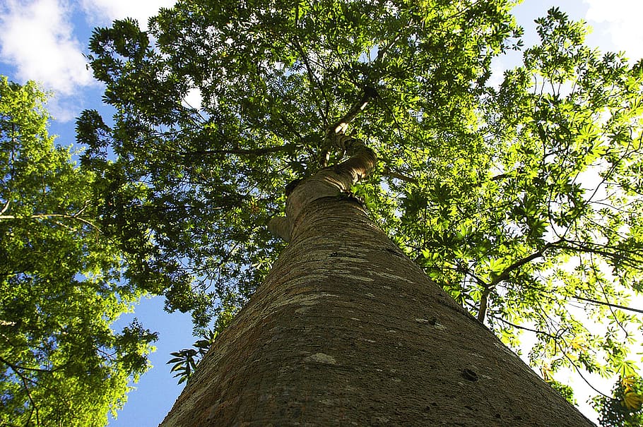 tree giant, log, foliage, plant, low angle view, tree trunk HD wallpaper