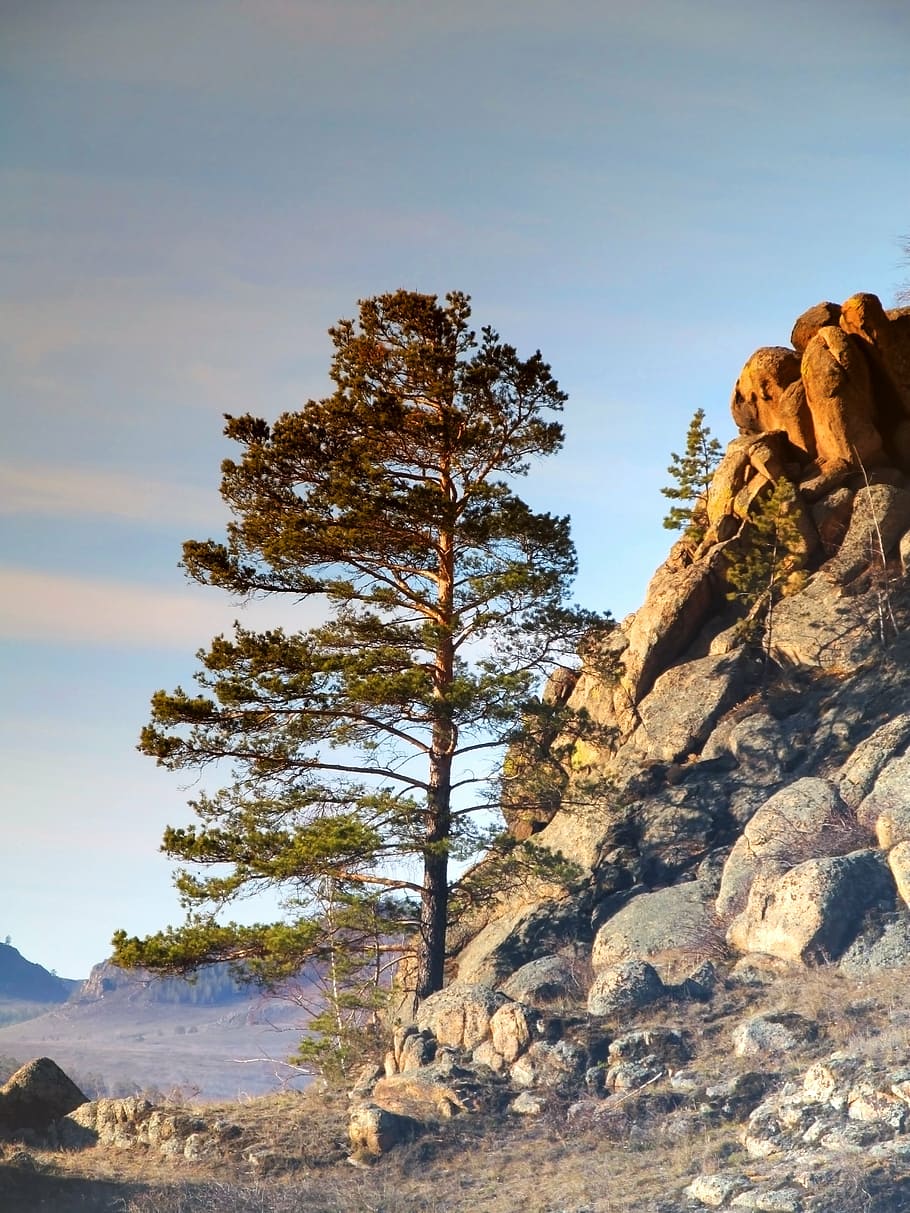 tree, pine, nature, coniferous tree, needles, tree trunks, landscape HD wallpaper