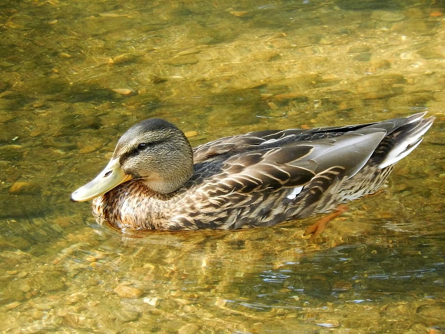 River, Duck, Water, Courses, water courses, bird, animals in the wild HD wallpaper