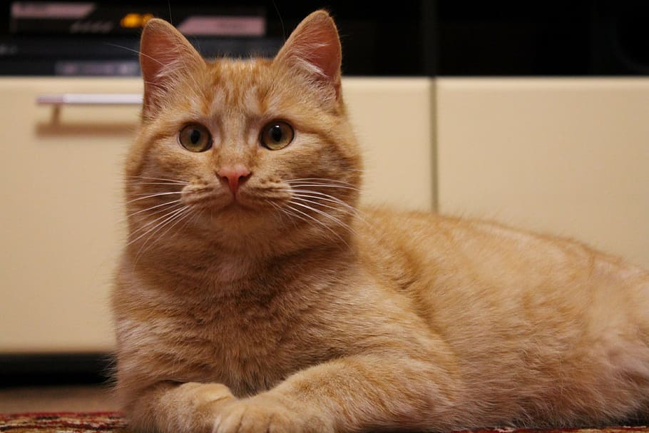 cat, redhead, basia, domestic, domestic cat, pets, mammal, domestic animals HD wallpaper