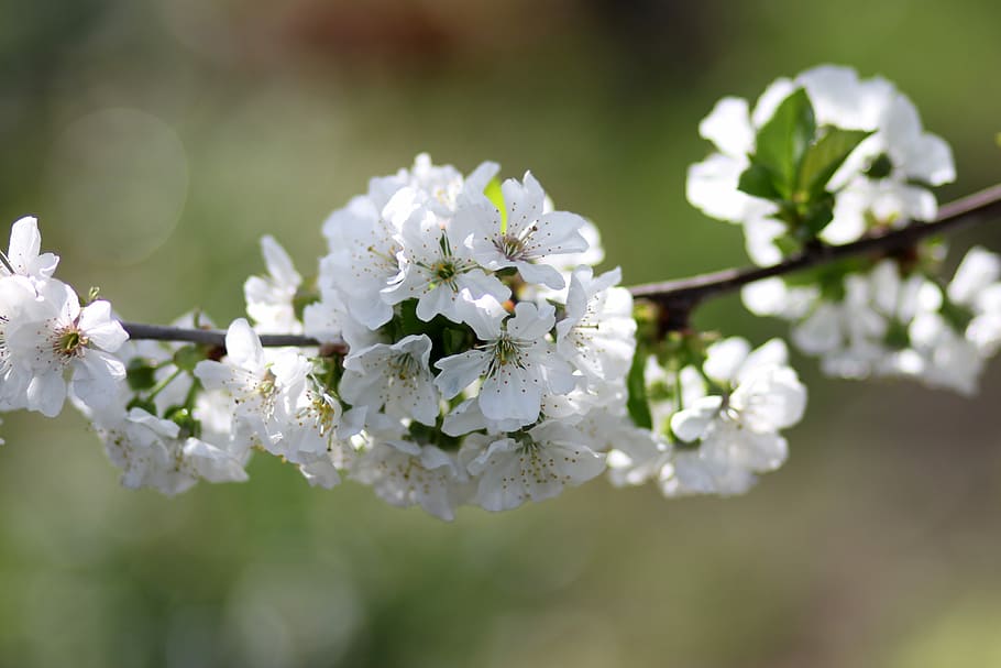 flowers, tree, visin, white, casey, flourished, spring, flowering plant HD wallpaper