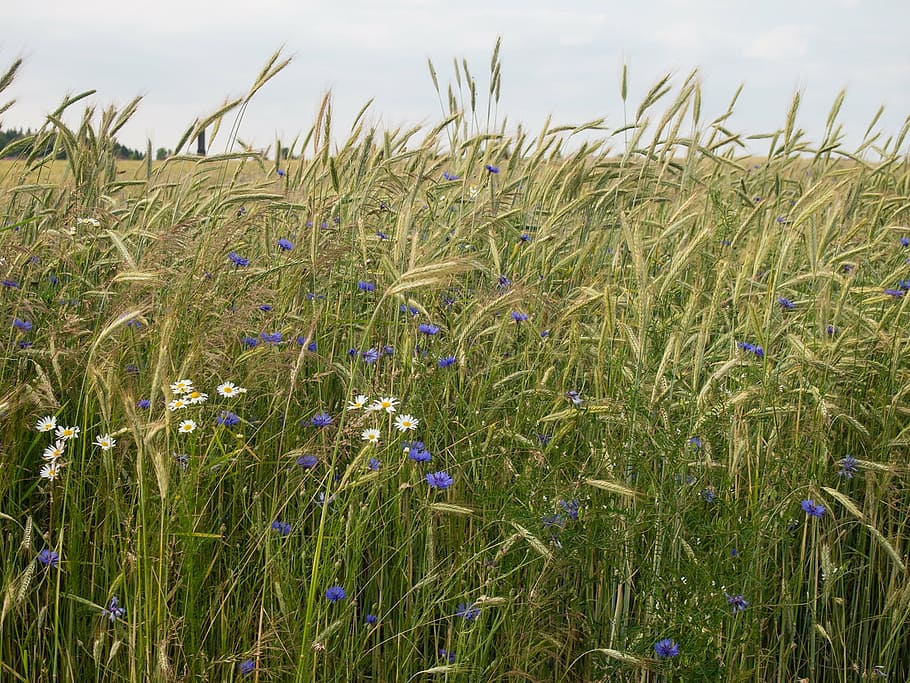 meadow, corn, field, cornflowers, landscape, nature, summer HD wallpaper