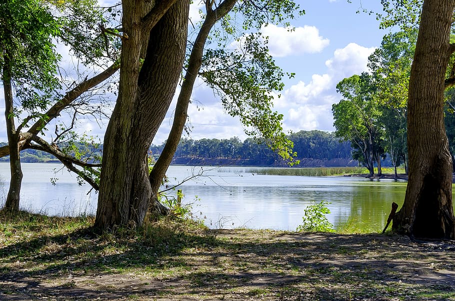 Landscape, Trees, park, tree trunk, nature, scenics, no people HD wallpaper