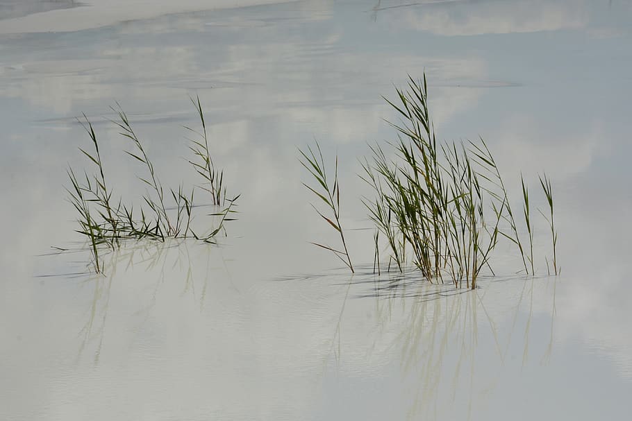 nature, water, grasses, reflection, plant, tranquility, beauty in nature HD wallpaper
