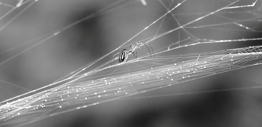 black and white, insect, spider, web, armenia, animal themes HD wallpaper
