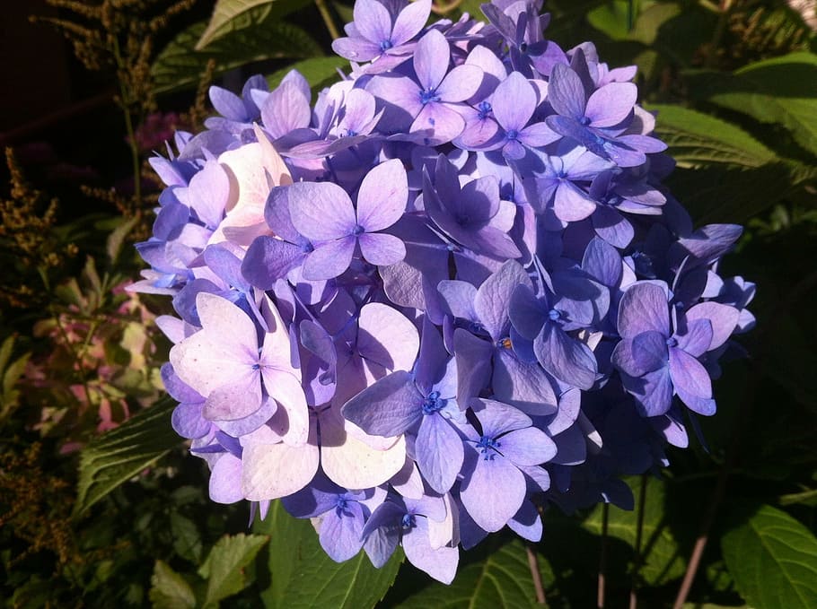 garden, flowers, hydrangea, flowering plant, fragility, vulnerability HD wallpaper