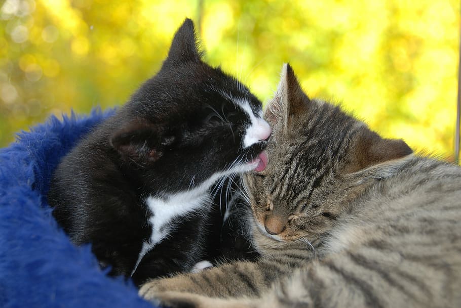 Pet, Cat, Clean, domestic Cat, pets, animal, cute, domestic Animals HD wallpaper