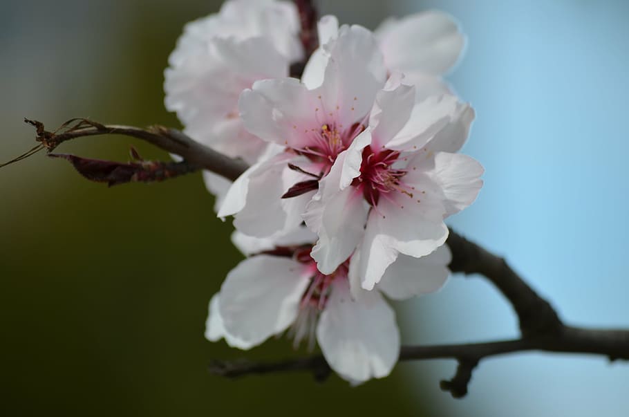 bloom in march, spring, colors, flower, flowering plant, fragility HD wallpaper