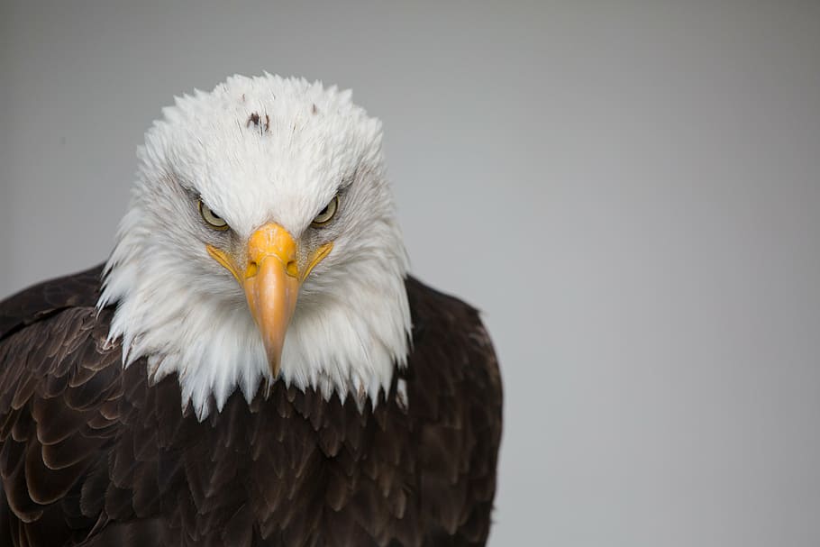 brown and white eagle, nature, bird, wild, predator, bald Eagle, HD wallpaper