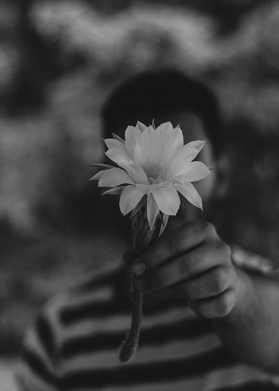 selective focus grayscale photography of person holding petaled flower, man holding greyscale photo of cactus flower, HD wallpaper