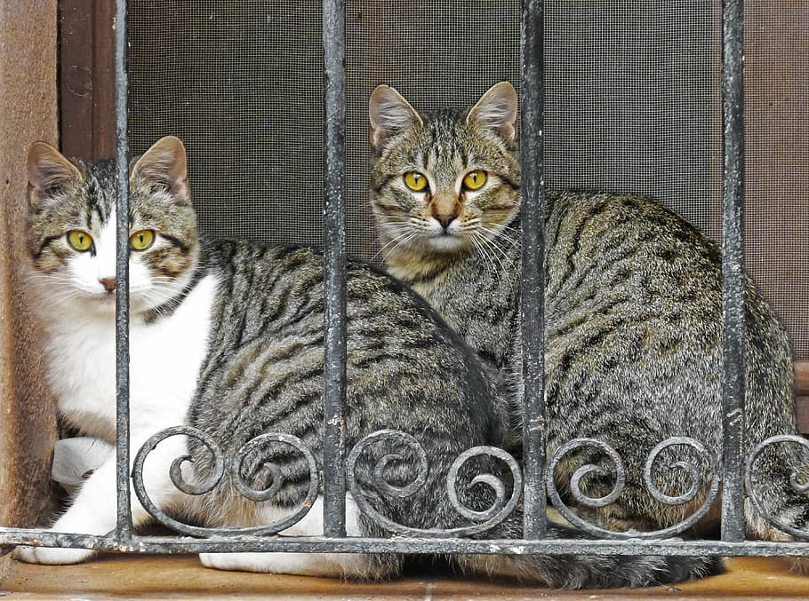 two short-furred assorted-color cats sitting beside black metal railing HD wallpaper