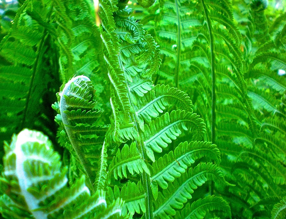 Ferns, Green, Leaf, Forest, Nature, green color, full frame HD wallpaper