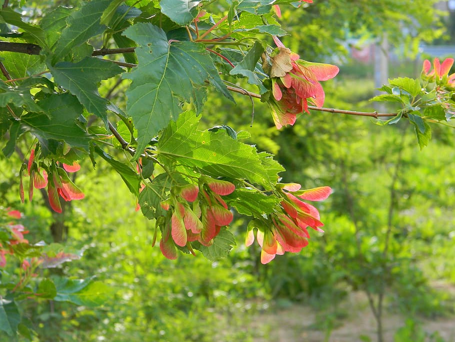 Maple, Branch, Tree, Nature, Closeup, greens, leaves, plant HD wallpaper