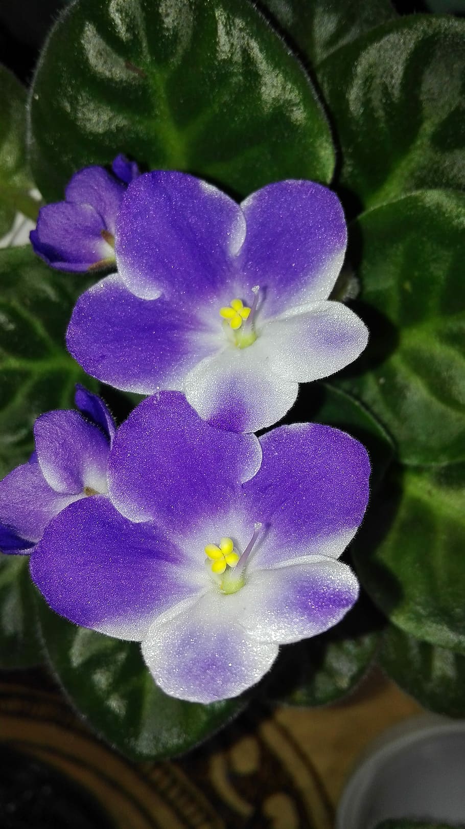 Violets, Flowers, House, purple, growth, nature, plant, beauty in nature HD wallpaper