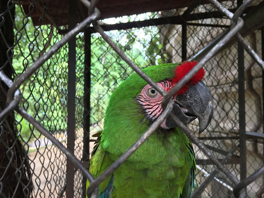 bird, cage, parrot, jungle, animal themes, one animal, vertebrate HD wallpaper