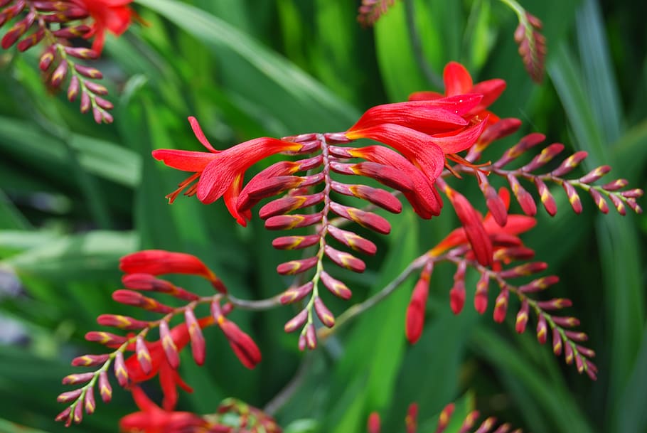 Flowers, Head, Colours, Flora, summer, outdoors, nature, plant HD wallpaper