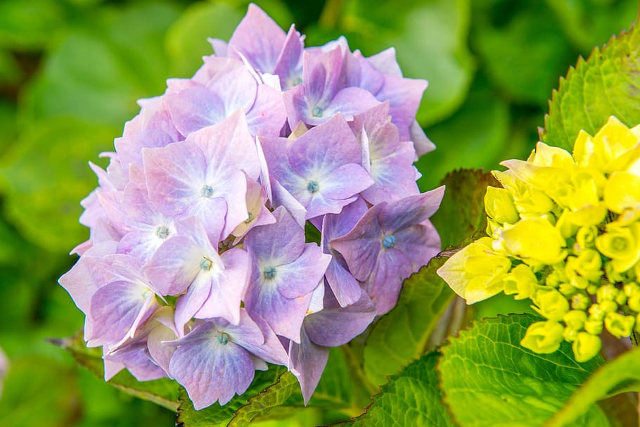 Hydrangeas, Flower, Blue, Green, Green, Leaf, light, spring HD wallpaper