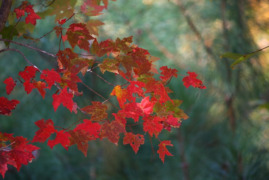 red tree leaves during daytime, maple leaves, fall, autumn HD wallpaper