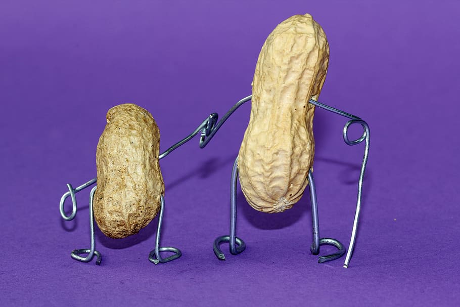 two brown peanuts, Wire, Decoration, Metal, funny, art, cheerful HD wallpaper