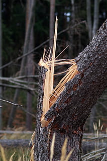 broken tree, chips, trunk, forest, destroy, storm, orkan, the destruction of the HD wallpaper