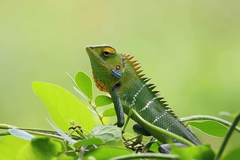 green iguana on green leaf, green reptile on plant, lizard, iguanid HD wallpaper