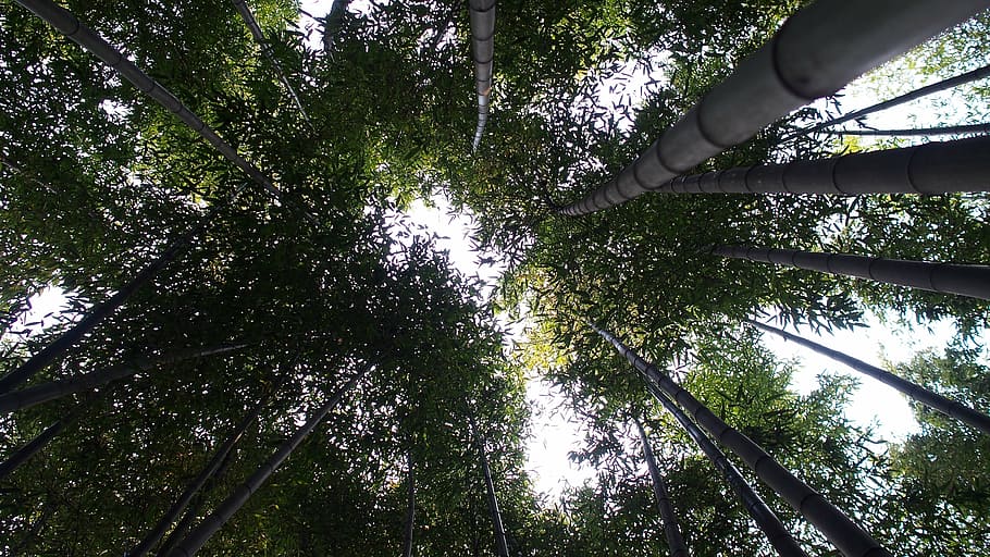 damyang, bamboo, forest, tree, plant, growth, low angle view HD wallpaper
